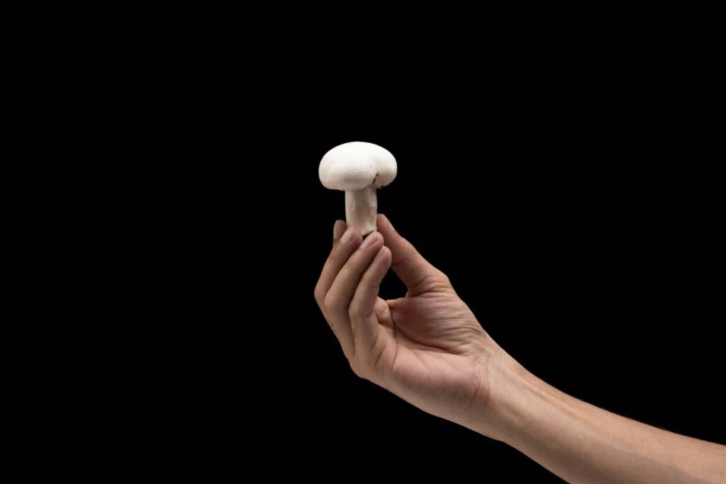 Bay Area Mushroom Delivery