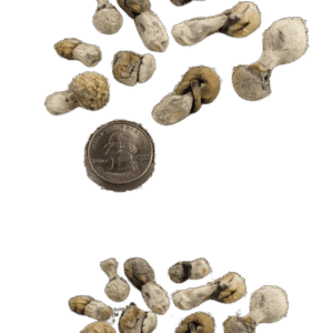 Bonsai Bluey Vuitton Dried Magic Mushrooms