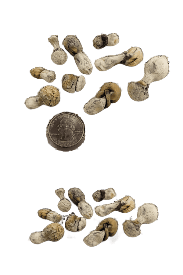 Bonsai Bluey Vuitton Dried Magic Mushrooms