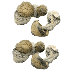 Ghost Dried Magic Mushrooms