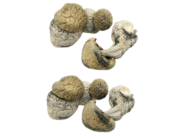 Ghost Dried Magic Mushrooms