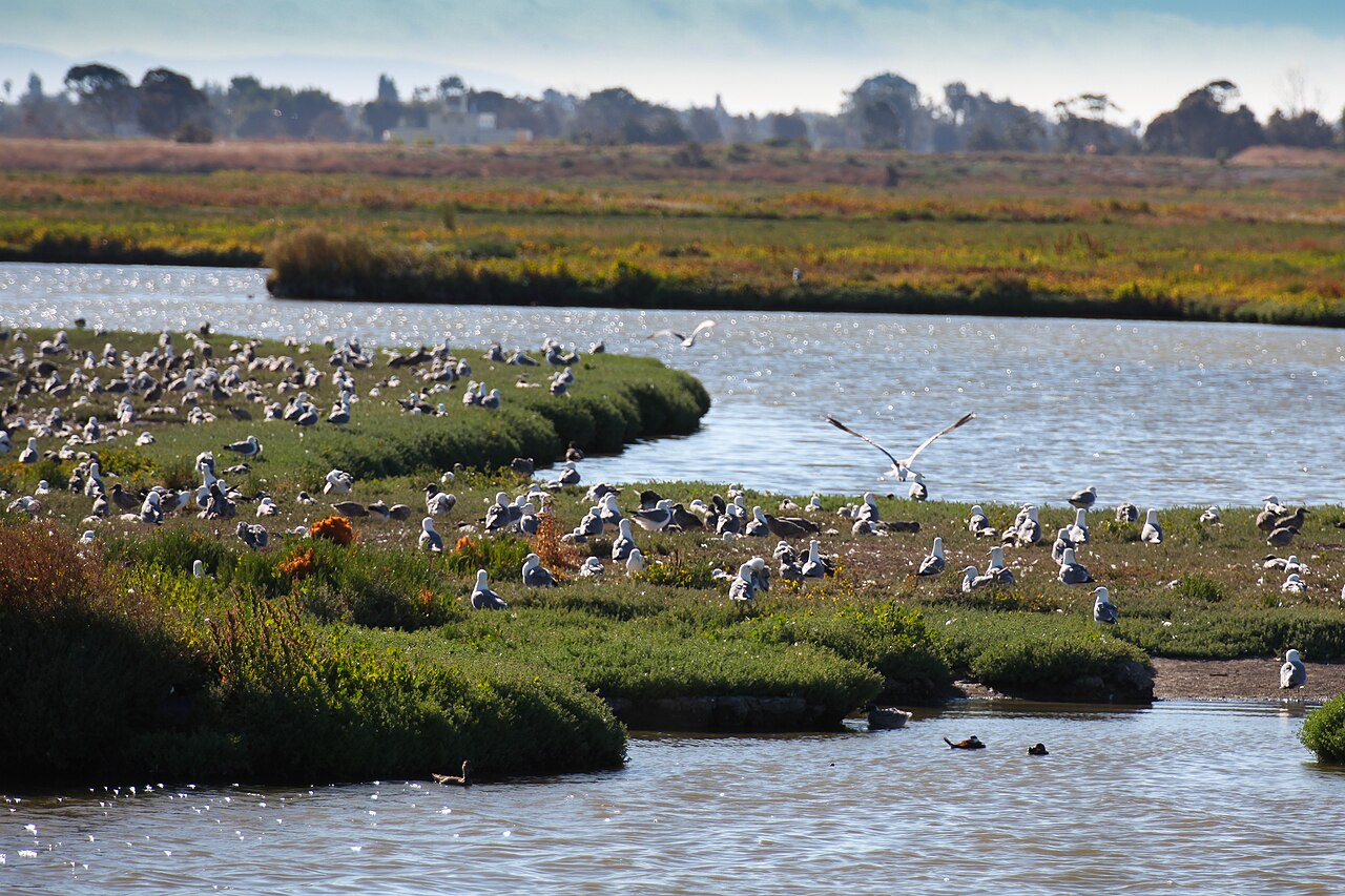 Sunnyvale Baylands wetlands beside San Francisco Bay
