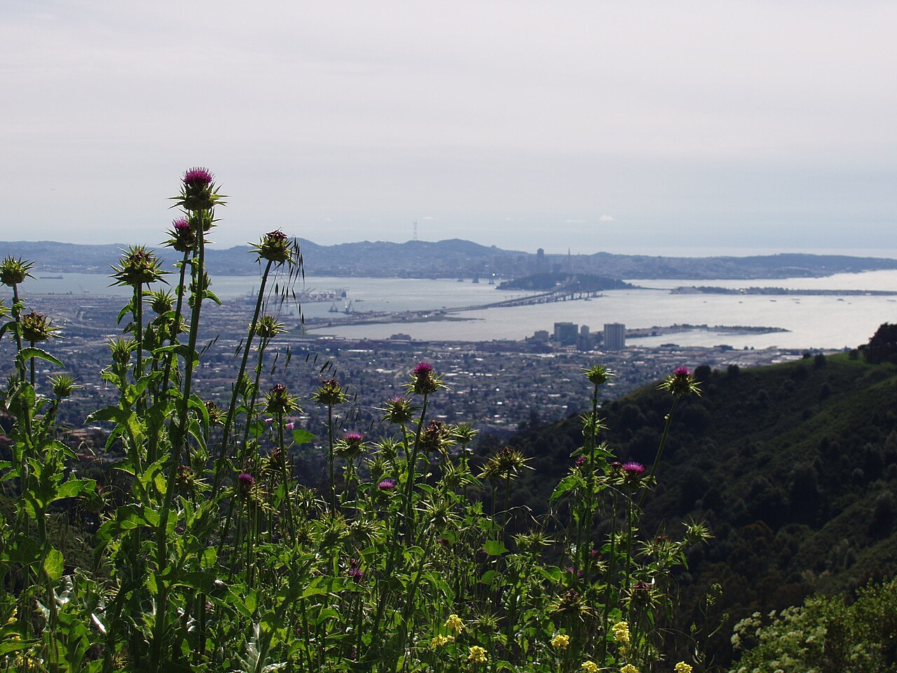 Tilden Regional Park landscape above Berkeley