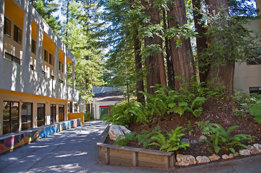 Redwood forest on the UC Santa Cruz campus