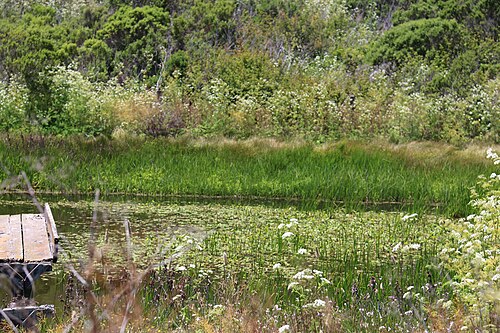 Wetland habitat along the Watsonville slough trail system