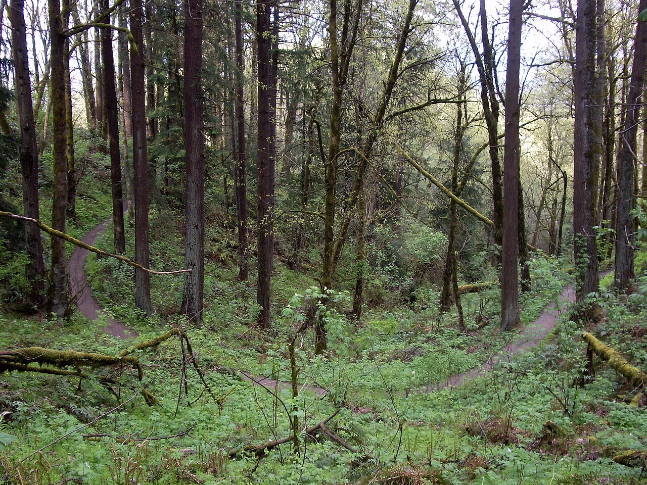 Douglas fir forest trail in Forest Park, Portland