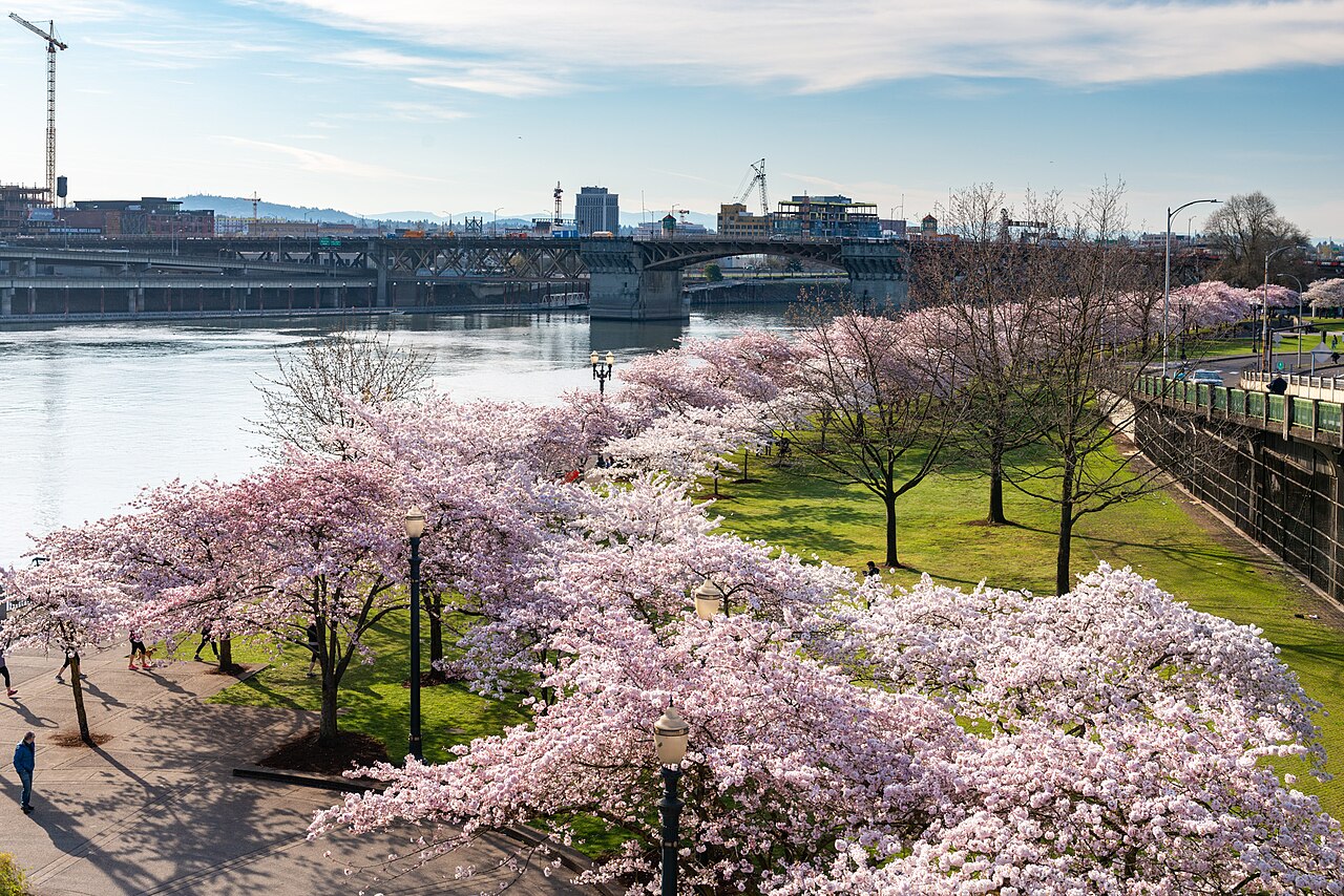 Tom McCall Waterfront Park beside the Willamette River in Portland